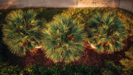 Palm Trees