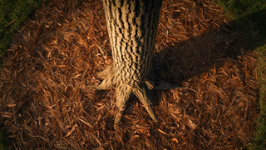 Tree Bases